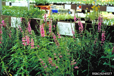 Purple loosestrife